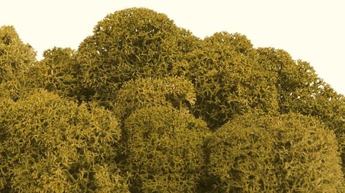 Premium quality moss lime green  for Moss-Images and Moss-Walls