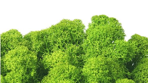 Premium quality moss may green  for Moss-Images and Moss-Walls