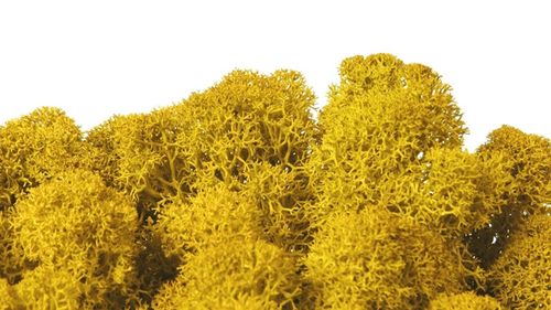 Premium quality moss lemon yellow for Moss-Images and Moss-Walls