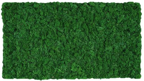 Panel de musgo verde natural 114x57cm para murales y paredes de musgo natural