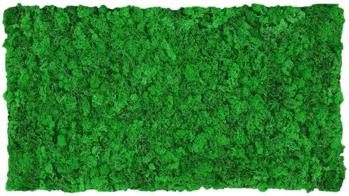 Moss mat apple green 114x57cm as moss picture or moss wall from natural moss Island moss