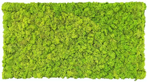 Panel de musgo. verde mayo 114x57cm para murales y paredes e musgo natural