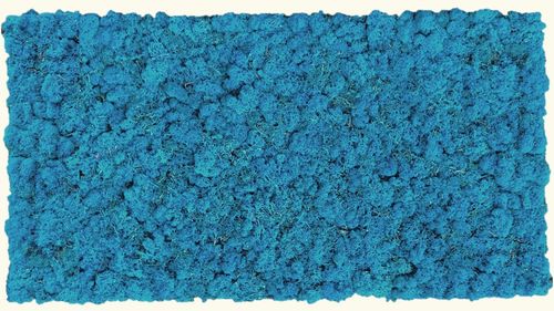 Moss sky blue 114x57cm as moss picture or moss wall from natural moss Iceland moss