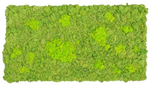 Moss mat two-coloured fluffy 114x57cm as moss picture or moss wall from natural moss Iceland moss