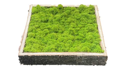 Cuadro de musgo verde mayo en Marco natural de abedul desde 23x23cm