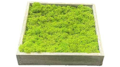 Cuadro de musgo en marco de madera verde mayo 20x20cm