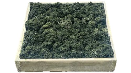 Cuadro de musgo en marco de madera verd pino 20x20cm