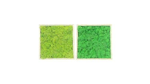 Set de 2 cuadros de musgo ,hierba y manzana´ en marco de madera 20x20cm