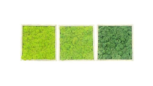 Set de 3 cuadros de musgo ,mayo, hierba y natural´ en marco de madera 20x20cm