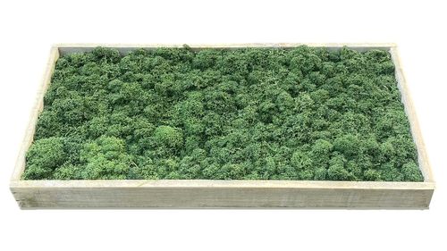 Cuadro de musgo en marco de madera verde natural 40x20cm