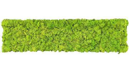 Moss mat may green 114x28,5cm as moss picture or moss wall from natural moss Island moss