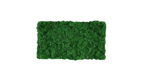 Moss mat leaf green 57x28,5cm as moss picture or moss wall from natural moss Island moss