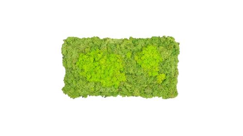 Panel de musgo verde hierbacon mechones verde mayo 57x28,5cm para murales y paredes e musgo natural