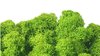 Premium quality moss may green  for Moss-Images and Moss-Walls