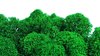 Premium quality moss apple green for Moss-Images and Moss-Walls