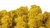 Musgo supremo amarillo limón para cuadros y paneles de musgo
