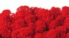 Premium quality moss cherry red for Moss-Images and Moss-Walls