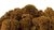 Musgo supremo en marrón tierra para cuadros y paneles de musgo