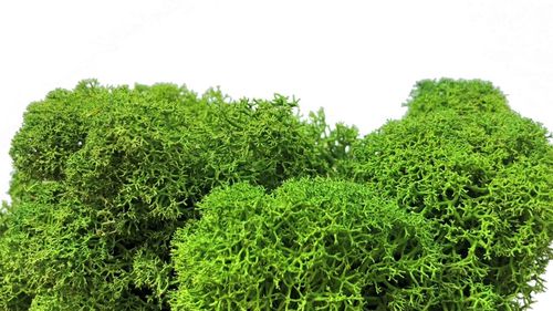 Premium quality moss grass green for Moss-Images and Moss-Walls