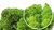 Miet-Moosmatte puschelig Grassgrün Maigrün  114x57cm 0,65m² B1 aus Islandmoos