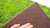 Miet-Moosmatte puschelig Grassgrün Maigrün  114x57cm 0,65m² B1 aus Islandmoos