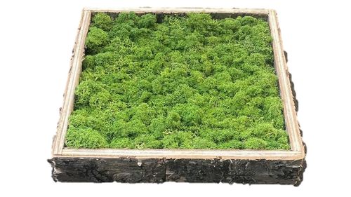 Cuadro de musgo verde hierba con marco de madera de abedul desde 23x23cm
