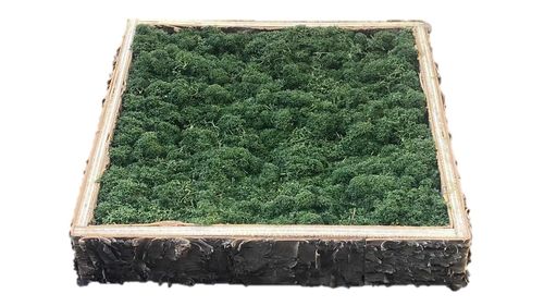 Cuadro de musgo verde natural en marco de madera de abedul desde 23x23cm