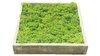Cuadro de musgo en marco de madera verde hierba 20x20cm