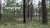 Moosbild im Holzrahmen 2er Gras, Natur 20x20cm