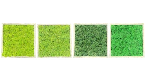 Set de 4 cuadros de musgo ,hierba, natural y manzana´ en marco de madera 20x20cm