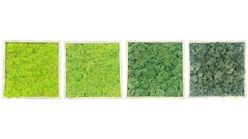 Set de 4 cuadros de musgo ,mayo, hierba, natural y pino´ en marco de madera 20x20cm