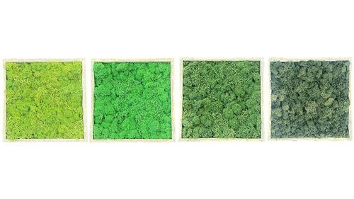 Set de 4 cuadros de musgo ,hierba, manazana, natural y pino en marco de madera 20x20cm