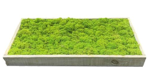 Cuadro de musgo en marco de madera verde mayo 40x20cm