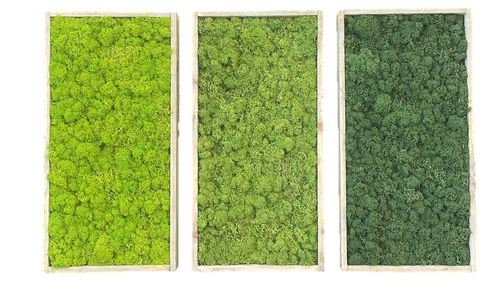 Set de 3 cuadros de musgo ,mayo, hierba y natural en marco de madera 40x20cm