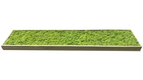 Moosbild im Holzrahmen Grasgrün 98x20cm