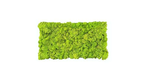 Panel de musgo. verde mayo 57x28,5cm para murales y paredes e musgo natural