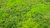Moosmatte Grasgrün Maigrün puschelig 57x28,5cm Moosbild Mooswand aus Islandmoos
