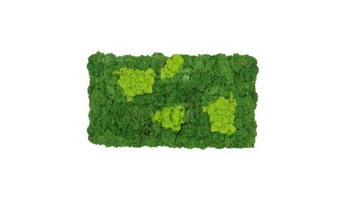 Moss mat two-coloured fluffy 57x28,5cm as moss picture or moss wall from natural moss Iceland moss